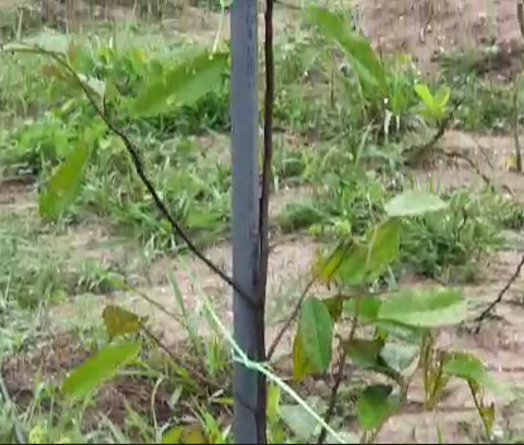 Lenggong Project