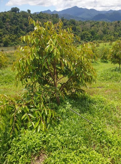 Lenggong Project