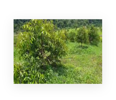 Lenggong Project