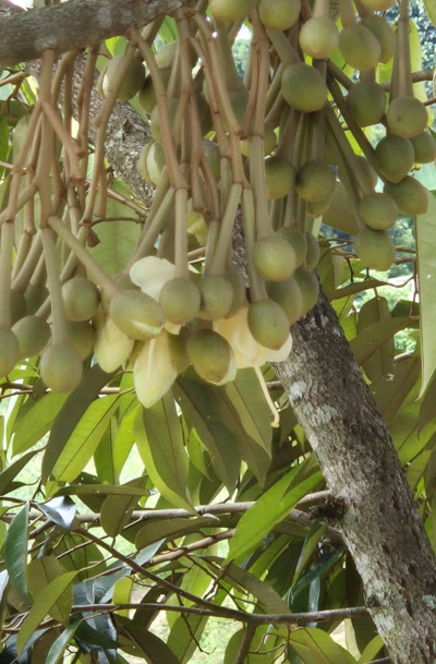 Durian