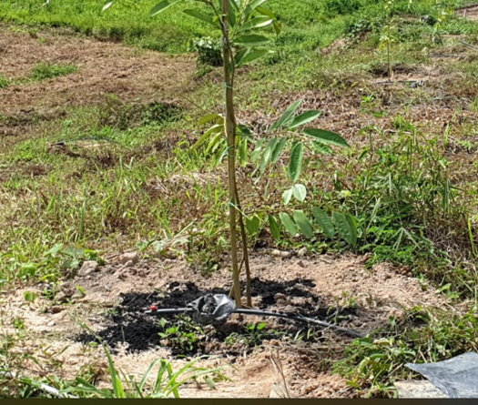 Lenggong Project