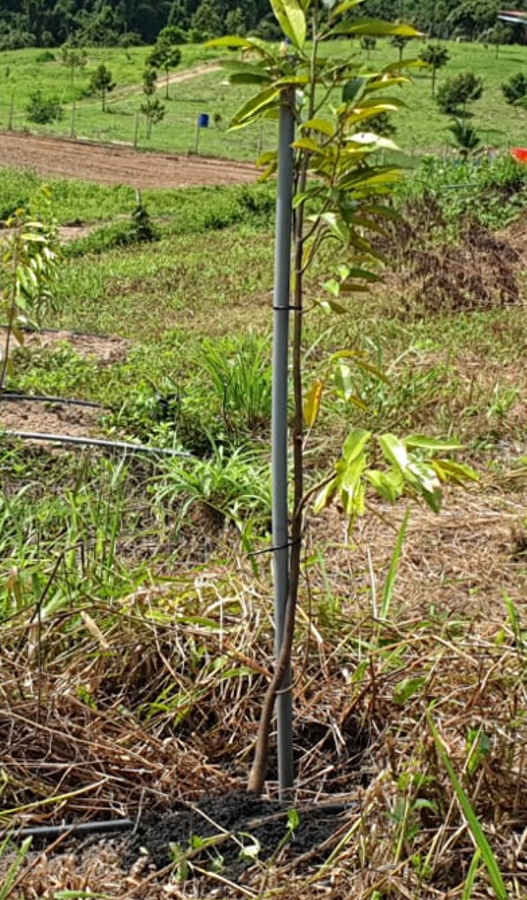 Lenggong Project
